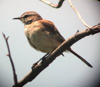 Short-clawed Lark - Certhilauda chuana