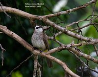 Yellow-vented Bulbul - Pycnonotus goiavier