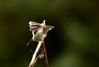Rattling Cisticola - Cisticola chiniana