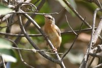 Northern Crombec - Sylvietta brachyura