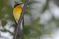 Korean Flycatcher - Ficedula zanthopygia