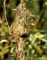 Olive-backed Sunbird - Cinnyris jugularis