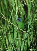 Blue-faced Parrotfinch - Erythrura trichroa