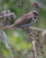 Nutmeg Mannikin - Lonchura punctulata