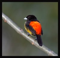 Flame-rumped Tanager - Ramphocelus flammigerus