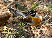 Golden-breasted Bunting - Emberiza flaviventris