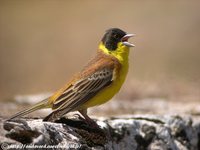 Black-headed Bunting - Emberiza melanocephala