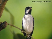 Lined Seedeater - Sporophila lineola