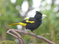 Yellow-winged Cacique - Cacicus melanicterus