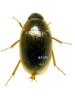 노랑테똥물땡땡이 - Cercyon laminatus