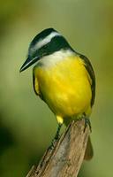 Great Kiskadee, Martin Ranch, Edinburg, TX