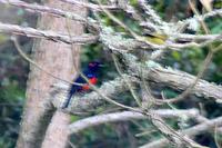 Scarlet-bellied Mountain-Tanager