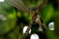 Yellow-olive  flycatcher   -   Tolmomyias  sulphurescens