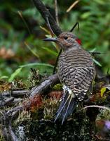 Northern Flicker