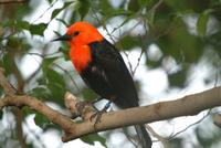 Red Headed Oriole