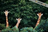 Giraffes (Giraffa camelopardalis) photo