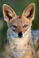 Black-backed jackal (Canis mesomelas) portrait . Etosha National Park . Namibia stock photo