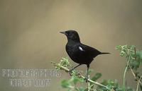 Sooty chat , Myrmecocichla nigra , Maasai Mara National Reserve , Kenya stock photo