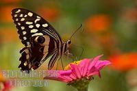 citrus swallowtail amongst flowers stock photo