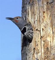 Northern Flicker