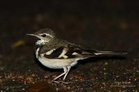 Forest Wagtail