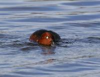 Ferruginous Duck (Aythya nyroca)