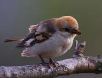 Woodchat Shrike (Lanius senator niloticus)