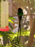 Red-billed Streamertail