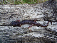 : Aneides lugubris; Arboreal Salamander