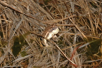 : Bufo coccifer