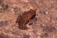 : Bufo haematiticus