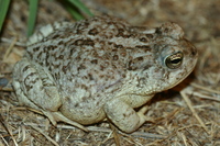 : Bufo microscaphus; Arizona Toad