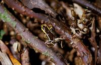 : Eleutherodactylus iberia