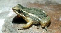 : Hyloxalus elachyhistus