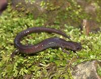 : Plethodon electromorphus; Northern Ravine Salamander