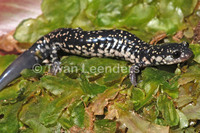 : Plethodon mississippi; Mississippi Slimy Salamander