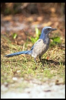 : Aphelocoma coerulescens; Florida Scrubjay