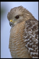 : Buteo lineatus; Red-shouldered Hawk