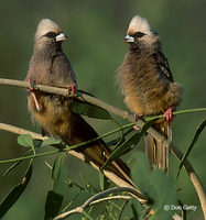 : Colius leucocephalus; White-headed Mousebird