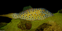 : Aluterus scriptus; Scrawled Filefish