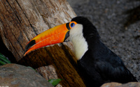 : Ramphastos toco; Toco Toucan