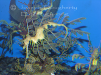 : Phycodurus eques; Leafy Sea Dragon