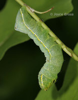 : Amphipyra pyramidoides; Copper Underwing