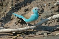 : Uraeginthus angolensis; Blue Waxbill