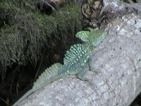 : Basiliscus plumifrons