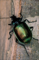 : Calosoma sycophanta