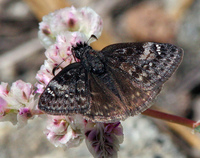 : Erynnis propertius; Propertius Duskywing