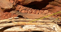 : Varanus tristis; Black-headed Monitor