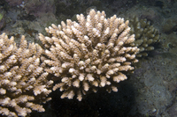 : Acropora verweyi