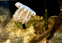 : Cassiopea xamachana; Mangrove Upside-down Jelly